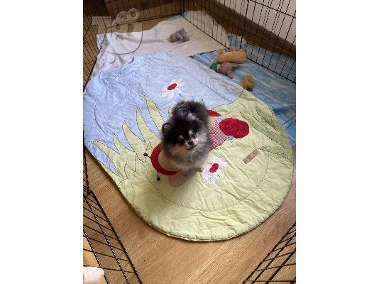 Pomeranian Spitz κουτάβια