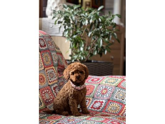 Κουτάβια Toy Poodle