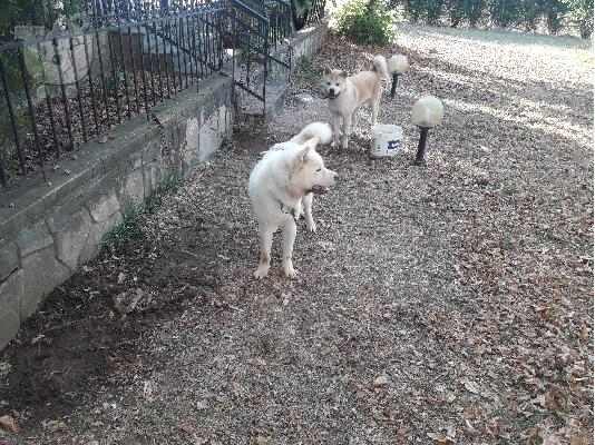 Λευκό αρσενικό ακιτα