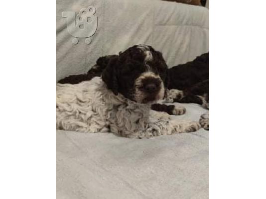 PoulaTo: Lagotto Romagnolo κουτάβια