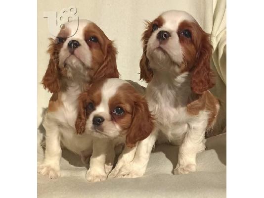 PoulaTo: Cavalier King Charles Spaniel
