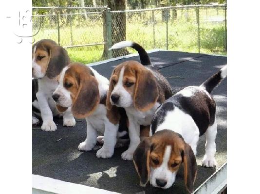 δώ παρουσιάζουμε τα υπέροχα κουτάβια Beagle μας έτοιμα να ξαναστήσουν,...