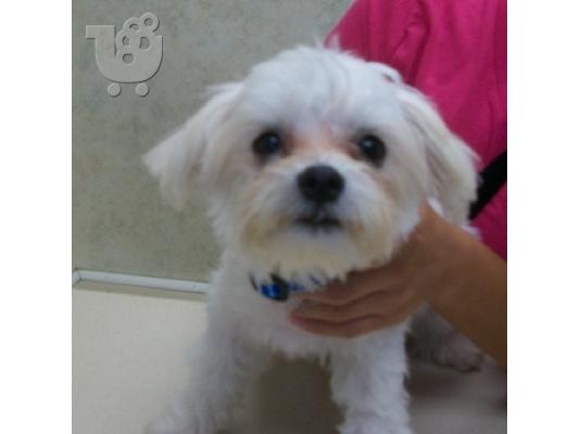 PoulaTo: Μαλτεζ μινι - Maltese mini