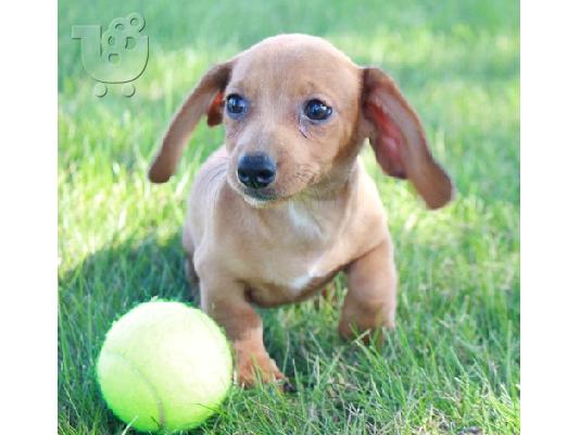 PoulaTo: Dachshund Puppies for Adoption