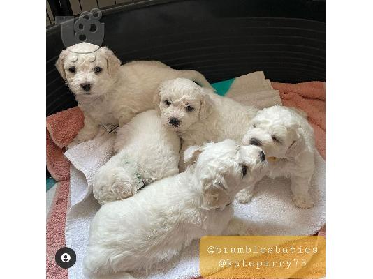 Όμορφα γεμάτα γενεαλογικά kc reg bichon frrize κουτάβια,