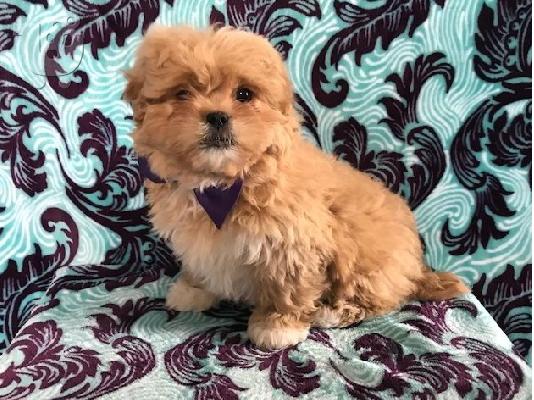 PoulaTo: Pekepoo Puppies