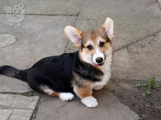 PoulaTo: Ουαλικό Corgi Pembroke