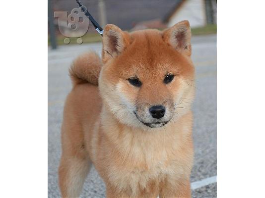 Shiba Inu κουτάβια