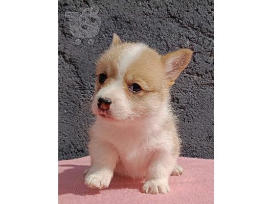 Pembroke Welsh Corgi κουτάβια