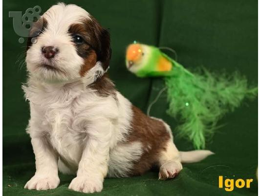 Havanese Bichon κουτάβια