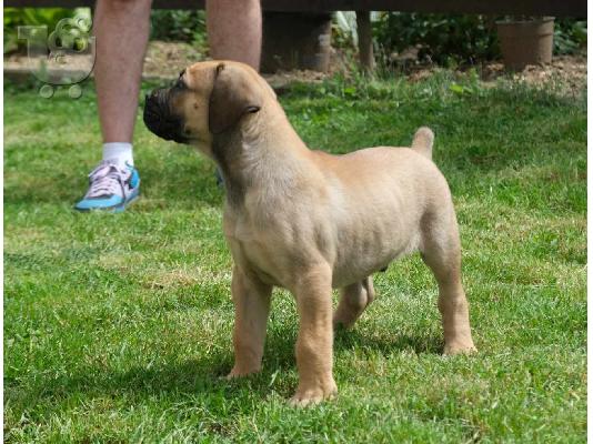 PoulaTo: Boerboel (Μαστίφ Νότιας Αφρικής) κουτάβια