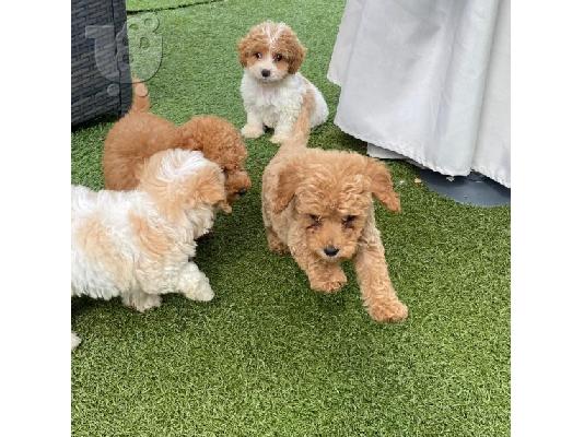 PoulaTo: Αρσενικό και θηλυκό Cavachon για υιοθεσία