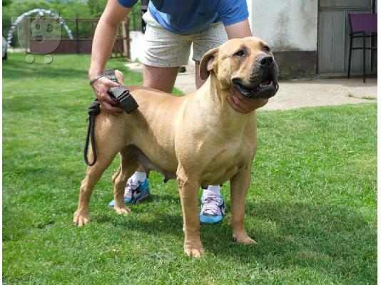 Boerboel (Μαστίφ Νότιας Αφρικής) κουτάβια