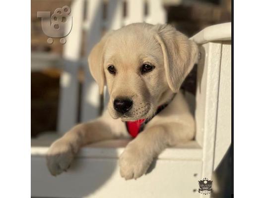 Εδώ έχουμε 5 όμορφα κουτάβια Labrador retriever