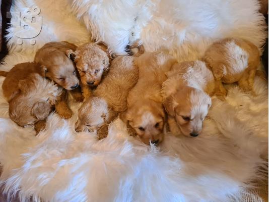 Labradoodle κουτάβια προς πώληση