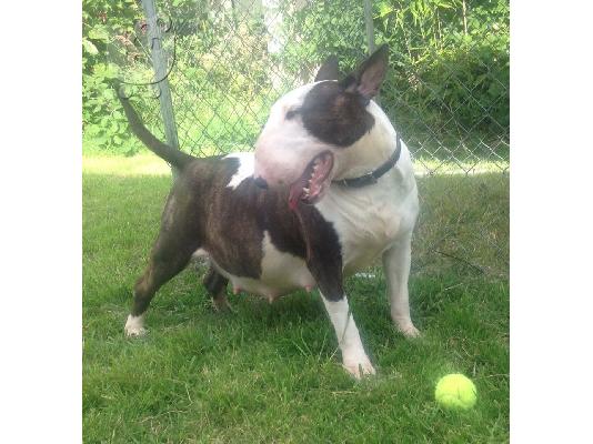 Bull Terrier