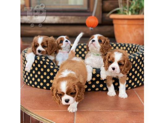 PoulaTo: Ποιοτικά κουτάβια Cavalier king