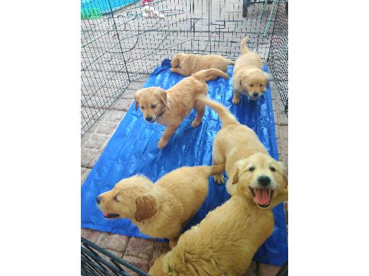 PoulaTo: Κουτάβι English Golden Retrievers προς πώληση