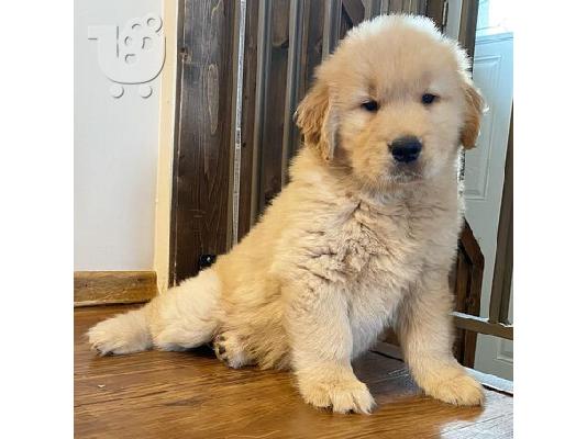 Κουτάβια Golden Retriever Ελεγμένα για την Υγεία τους