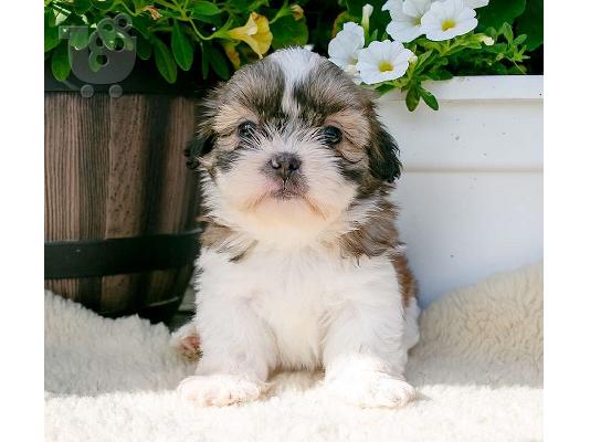 PoulaTo: Pure Bred Shih Tzu