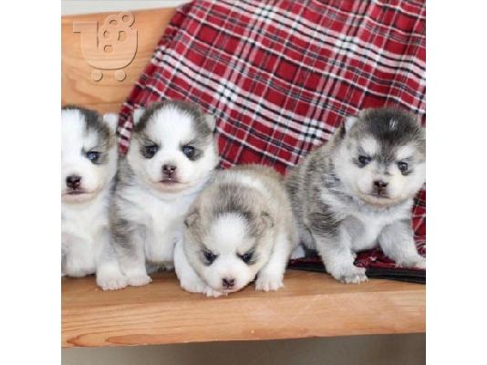 PoulaTo: Κουτάβια Pomsky για υιοθεσία
