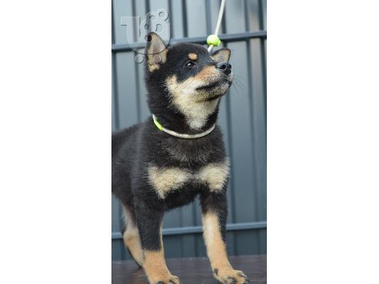 Shiba Inu κουτάβια