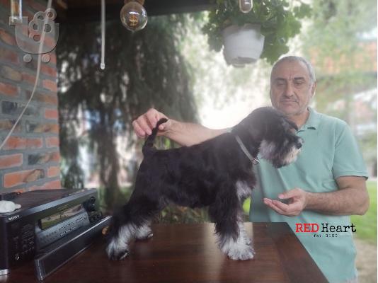 PoulaTo: Μίνι Σνάουτσερ θηλυκό κουτάβι