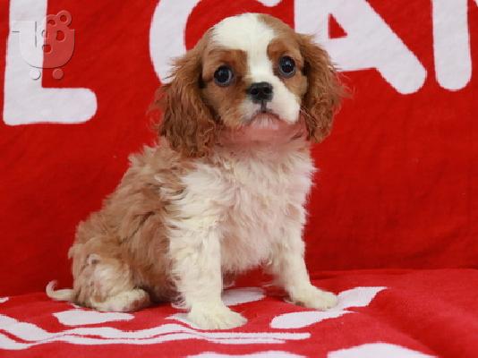 PoulaTo: Cavalier King Puppies