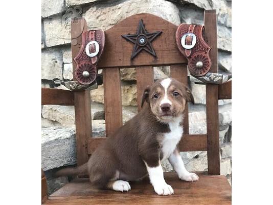 PoulaTo: Κουτάβια Border Collie