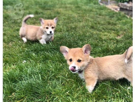 Welsh Corgi κουτάβια