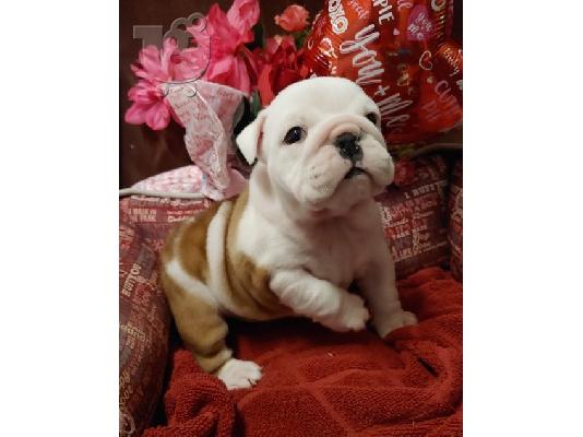 PoulaTo: English Bulldog Puppies
