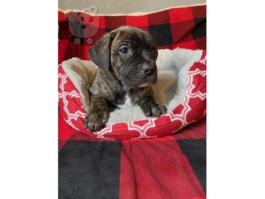 PoulaTo: American Bandogge Mastiff Puppies