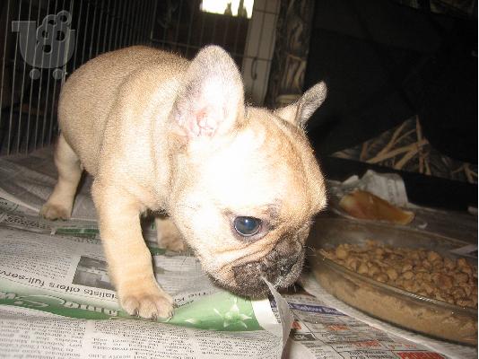 PoulaTo: French Bulldog