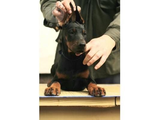 Doberman