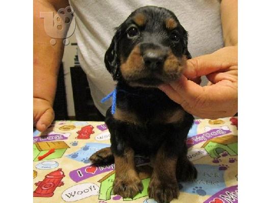 PoulaTo: Gordon Setter Puppies