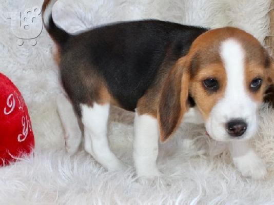 PoulaTo: Όμορφα κουτάβια Beagle για καλό σπίτι