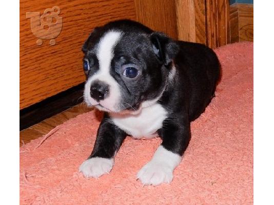 PoulaTo: Boston Terrier Puppies
