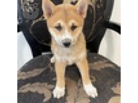 PoulaTo: Κουτάβι Shiba Inu προς πώληση
