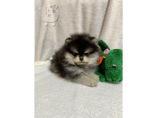 Pomeranian Spitz