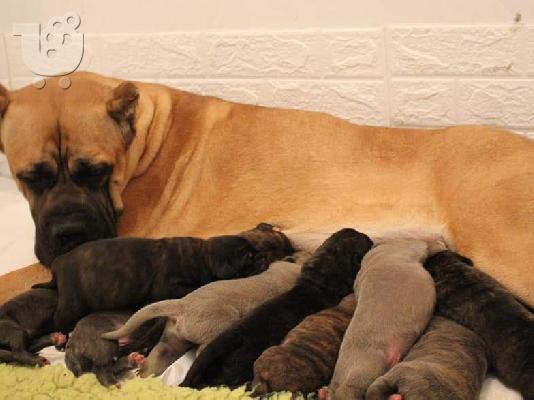 PoulaTo: Cane Corso κουτάβια