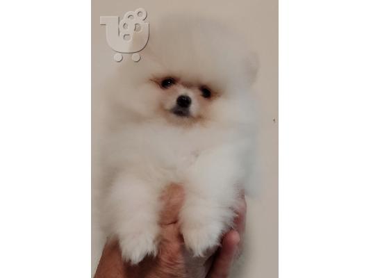 MINI Pomeranian κουτάβια
