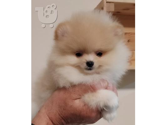 MINI Pomeranian κουτάβια