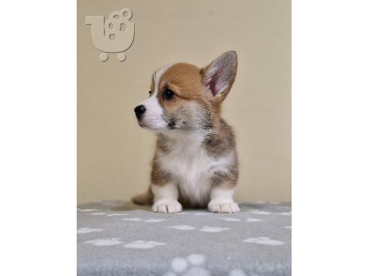 Κουτάβια Welsh Corgi Pembroke