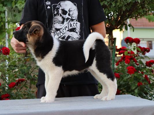 Κουτάβια American Akita