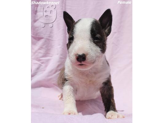 PoulaTo: Κουτάβια Mini Bull Terrier