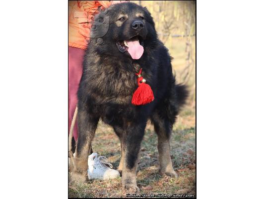 Καυκάσιος Ποιμενικός κουτάβια