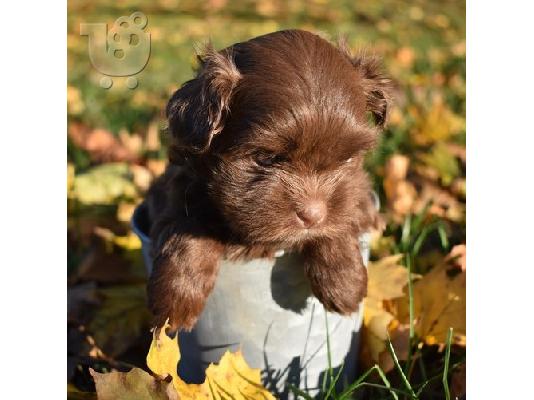PoulaTo: Russian Tsvetnaya Puppies