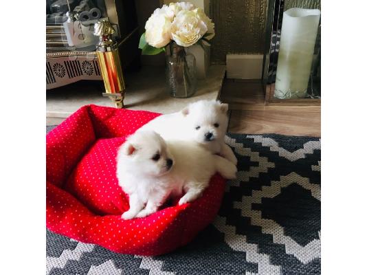 Πώληση Pomeranian σκύλοι και κουτάβια