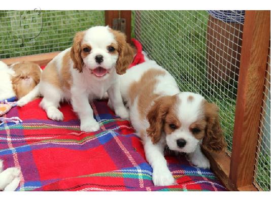 Πωλείται Cavalier King Charles Spaniel