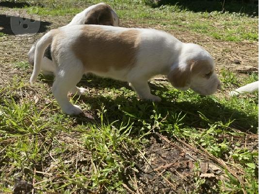 PoulaTo: American Foxhound Puppies